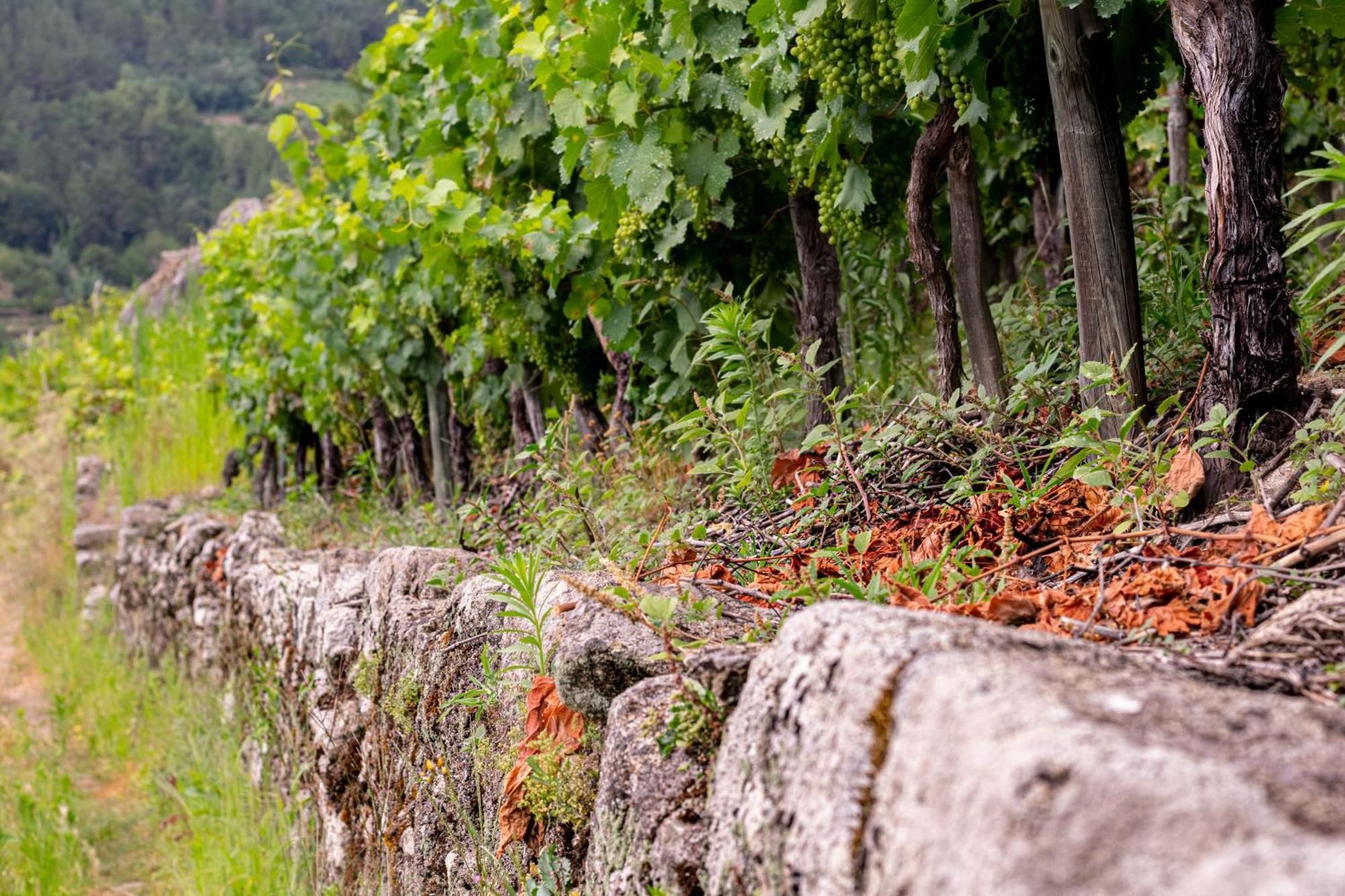 Ecolagar O Barqueiro Villa Pantón Kültér fotó