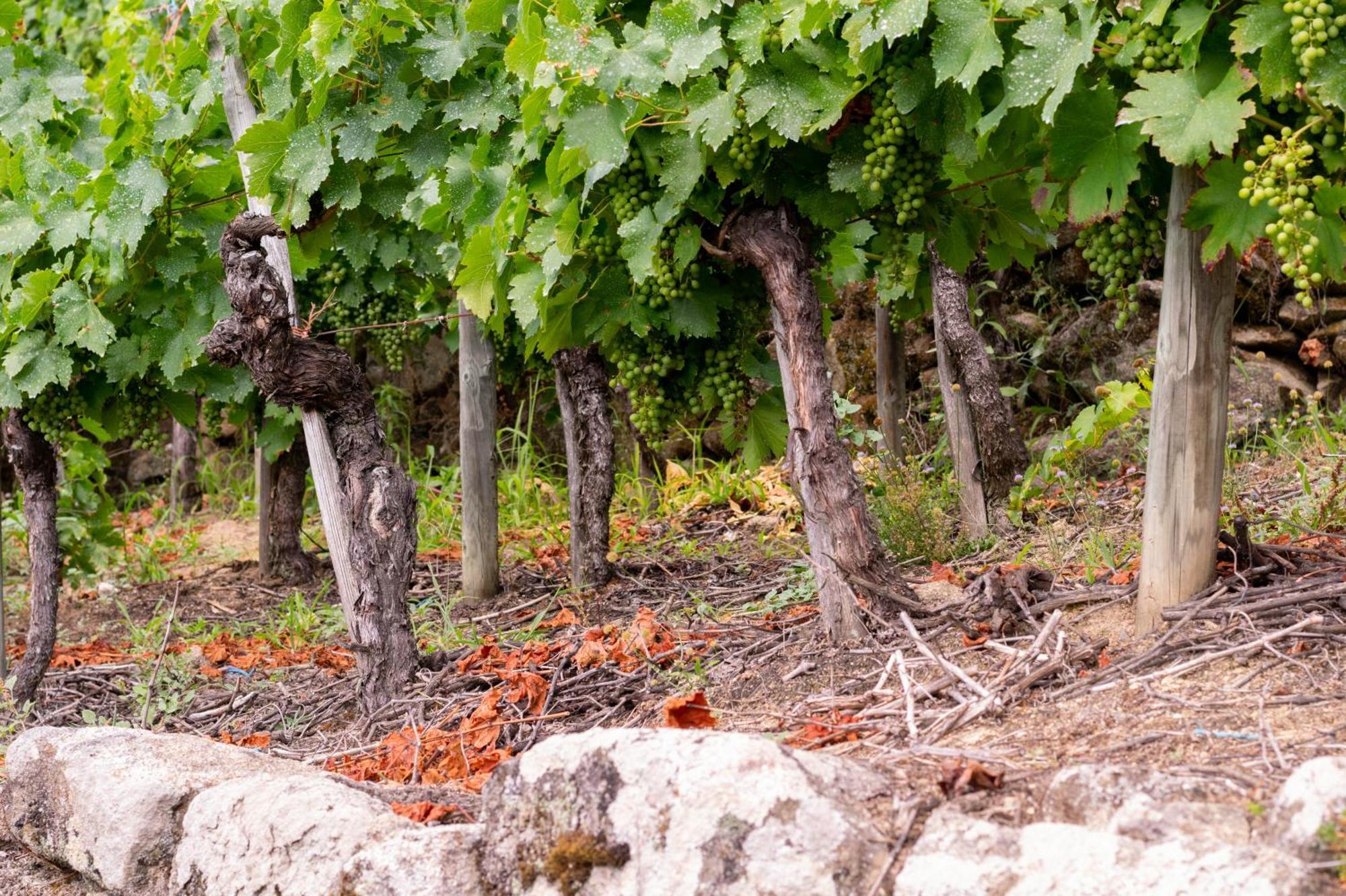 Ecolagar O Barqueiro Villa Pantón Kültér fotó